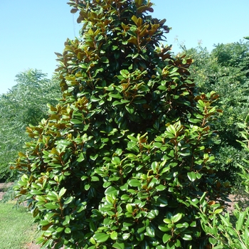 Magnolia grandiflora 'Teddy Bear®' (017368)