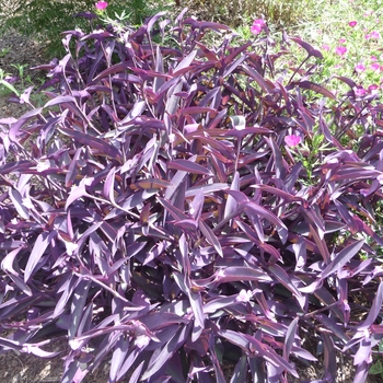 Setcreasea pallida 'Purple Heart' (017374)