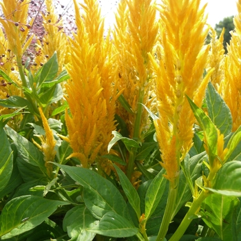 Celosia argentea plumosa 'Fresh Look Yellow' (017430)