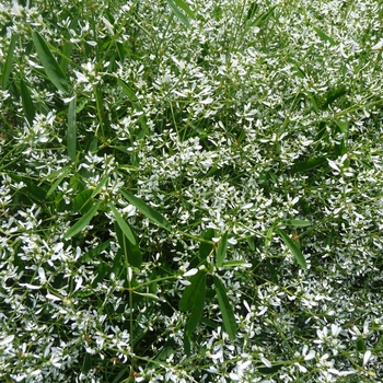 Euphorbia hypericifolia Breathless® 'White' (017435)