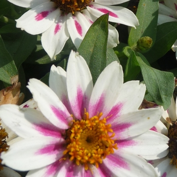 Zinnia marylandica Zahara® 'Starlight Rose' (017523)