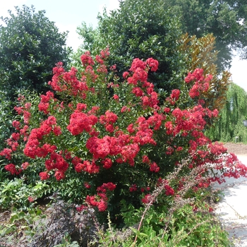 Lagerstroemia indica 'Red Rocket®' (017610)