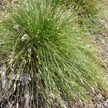 Scirpus cernuus Graceful Grasses® 'Fiber Optic Grass' (017616)