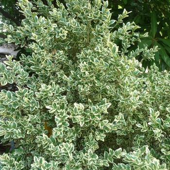Buxus sempervirens 'Elegantissima' (017845)