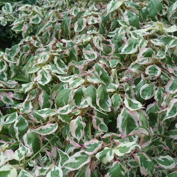 Cornus alternifolia 'Argentea' (017863)