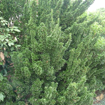 Euonymus japonicus 'Green Spire' (017874)