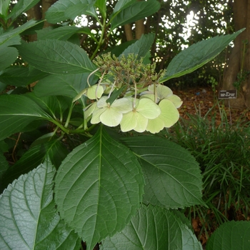 Hydrangea macrophylla 'Hadsbury' (017893)