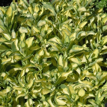 Sedum alboroseum (erythrostictum) 'Mediovariegatum' (018257)