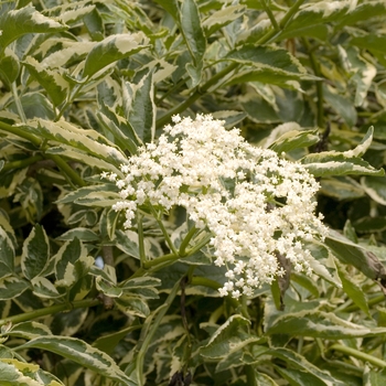 Sambucus nigra 'Variegata' (018360)