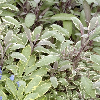 Salvia officinalis 'Multiple Varieties' (018415)