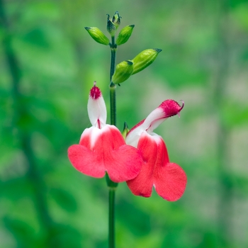 Salvia microphylla 'Hot Lips' (018434)