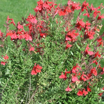 Salvia greggii 'Furman's Red' (018460)