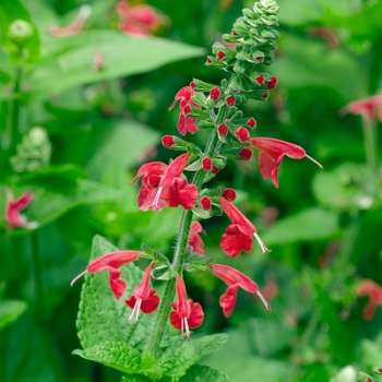 Salvia coccinea 'Lady in Red' (018473)