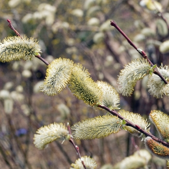 Salix chaenomeloides '' (018491)