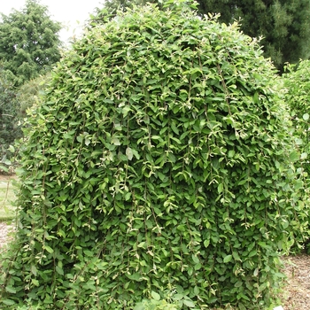 Salix caprea 'Pendula' (018495)