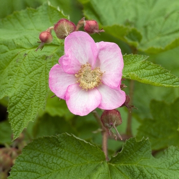 Rubus odoratus '' (018571)