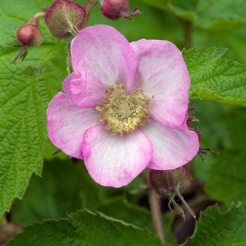 Rubus odoratus '' (018572)