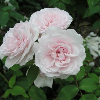 Rosa 'Souvenir de la Malmaison' (018829)
