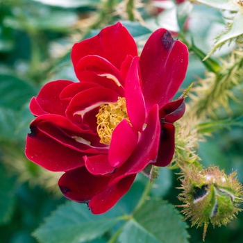 Rosa 'Scarlet Moss' (018851)