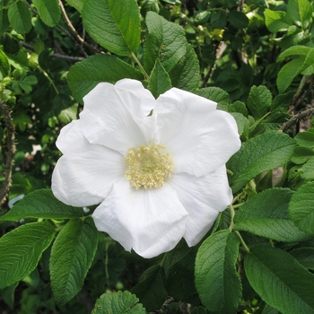 Rosa rugosa 'Alba' (018861)
