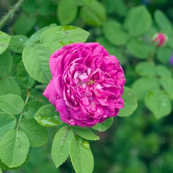 Rosa 'Rose de Rescht' (018867)