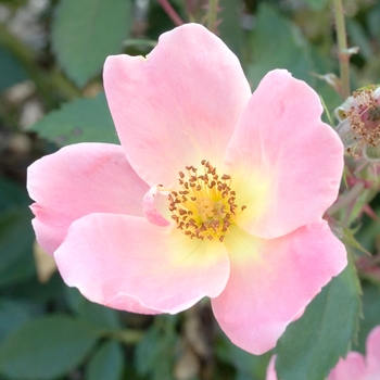 Rosa Knock Out® '' (018888)