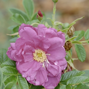 Rosa rugosa 'Purple Pavement' (018890)