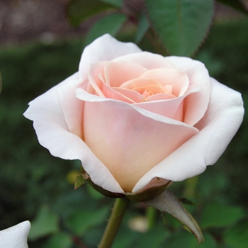 Rosa 'Pretty Lady' (018900)