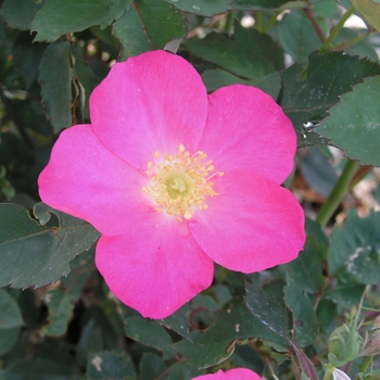 Rosa arkansana '' (018908)