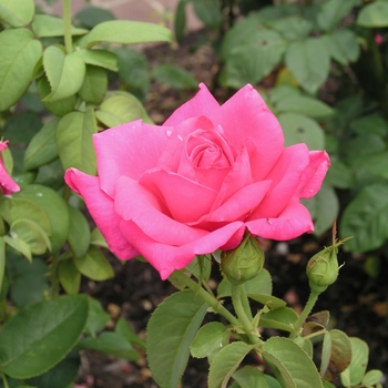 Rosa 'Miss All American Beauty' (019094)
