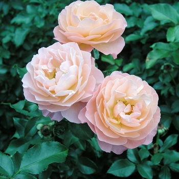 Rosa 'Marie Curie®' (019098)
