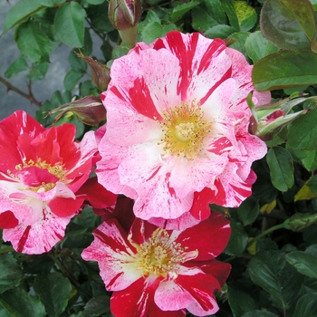 Rosa 'Fourth of July' (019366)