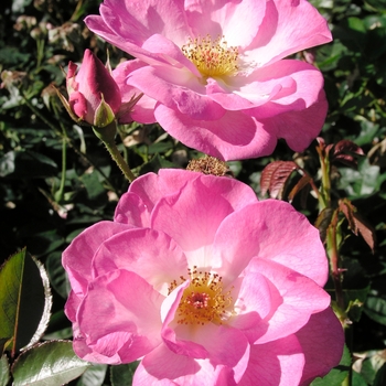 Rosa 'Escapade' (019557)