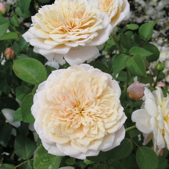 Rosa 'English Garden' (019558)