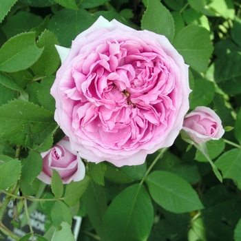 Rosa 'Comte de Chambord' (019595)