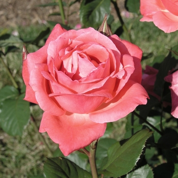 Rosa 'Camelot' (019759)