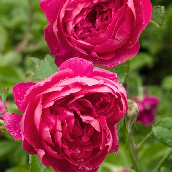 Rosa 'Benjamin Britten' (019810)
