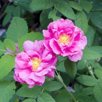 Rosa gallica officinalis '' (019816)