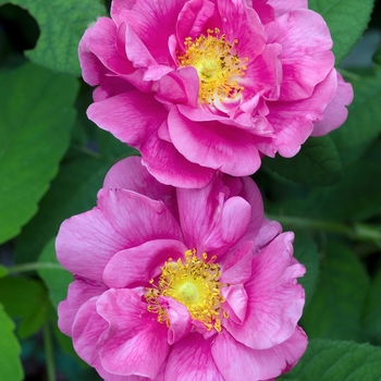 Rosa gallica officinalis '' (019817)