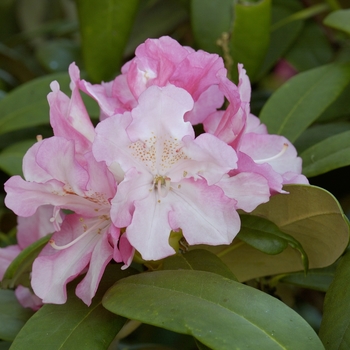 Rhododendron 'Yaku Prince' (019849)