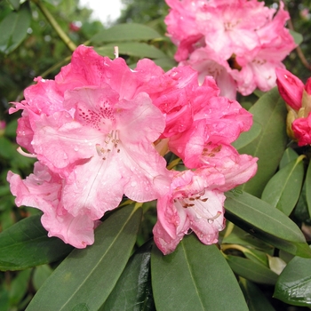Rhododendron yakushimanum 'Solidarity' (019904)