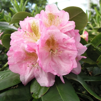 Rhododendron Dexter hybrid 'Scintillation' (019905)