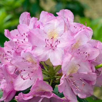 Rhododendron catawbiense 'Roseum Superbum' (019908)