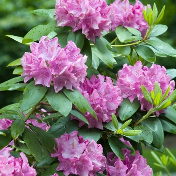 Rhododendron 'Roseum Elegans' (019910)