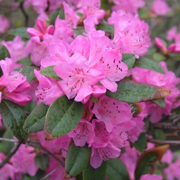 Rhododendron 'Olga Mezzit' (019916)