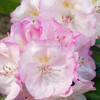 Rhododendron yakushimanum 'Ken Janeck' (019992)