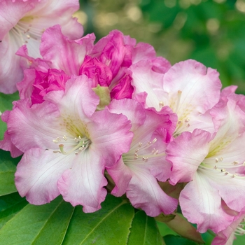 Rhododendron Dexter hybrid 'Appleblossom' (020001)