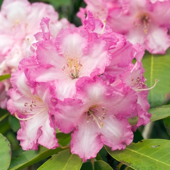 Rhododendron Dexter hybrid 'Appleblossom' (020002)