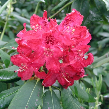 Rhododendron 'Burma' (020012)