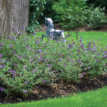 Buddleia Lo and Behold® 'Blue Chip' (020040)